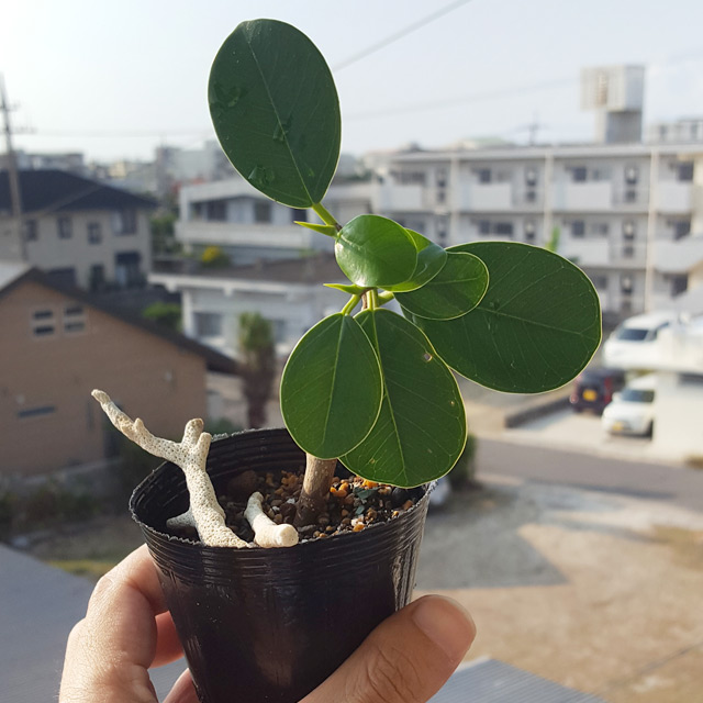 希少 □白 パンダガジュマル□挿し木用 - 植物/観葉植物